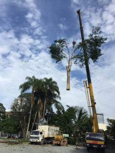 Corte de Árvores | 2 - Arborescer Ambiental
