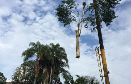 Corte de Árvores | 2 - Arborescer Ambiental