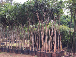 Fornecimento de Mudas | 2 - Arborescer Ambiental