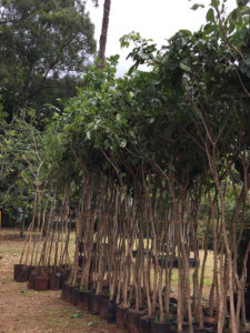 Fornecimento de Mudas | 1 - Arborescer Ambiental
