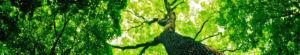 Manejo Arbóreo - Arborescer Ambiental