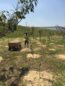 Projeto de Paisagismo e Manutenção de Jardins - 3 | Arborescer Ambiental
