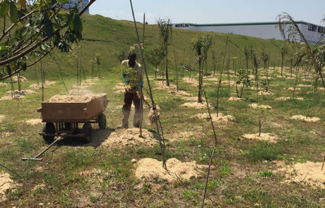 Projeto de Paisagismo e Manutenção de Jardins - 3 | Arborescer Ambiental