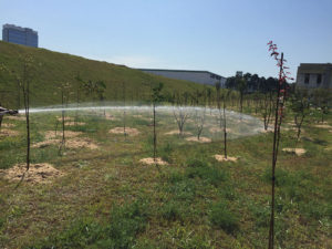 Projeto de Paisagismo e Manutenção de Jardins - 4 | Arborescer Ambiental