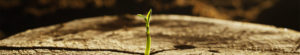 Quem Somos - Arborescer Ambiental