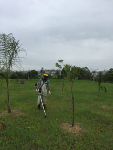Roçada de Terrenos - 1 | Arborescer Ambiental