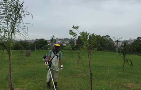 Roçada de Terrenos - 1 | Arborescer Ambiental