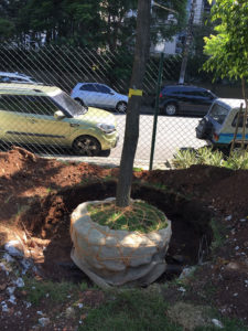 Transplante Arbóreo - 2 | Arborescer Ambiental