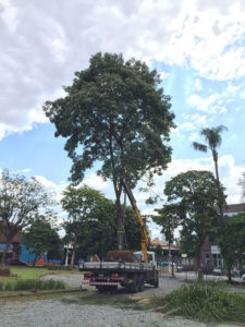 Transplante Arbóreo - 6 | Arborescer Ambiental