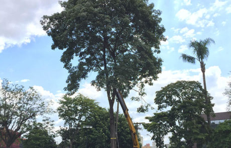 Transplante Arbóreo - 6 | Arborescer Ambiental