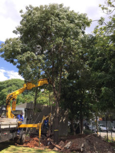 Transplante Arbóreo - 7 | Arborescer Ambiental