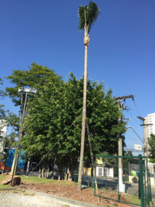 Transplante Arbóreo - 9 | Arborescer Ambiental